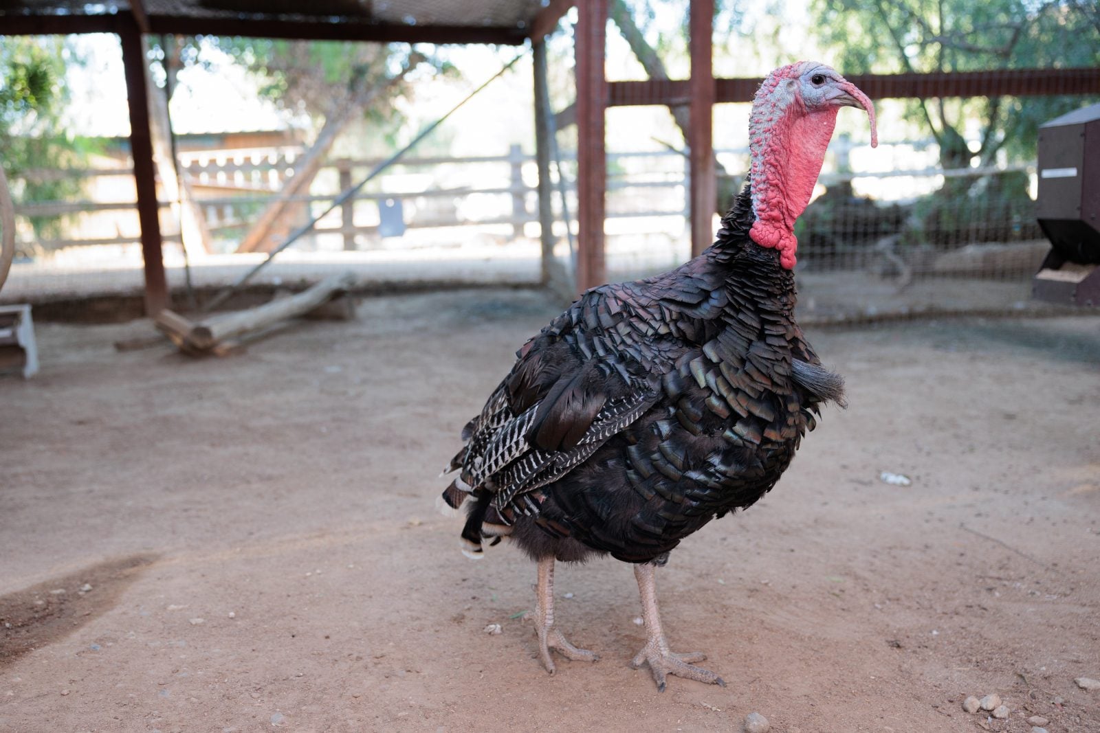 Rescue turkey Griffin stands near fence at Farm Sanctuary