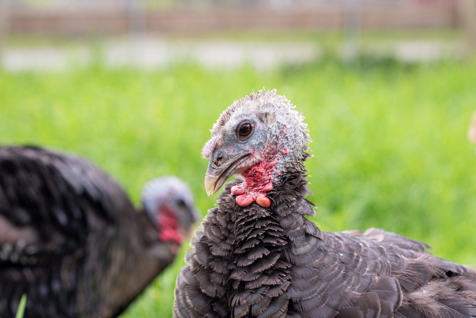 Rescue turkey Brunnhilde stands in pasture with other turkey in background