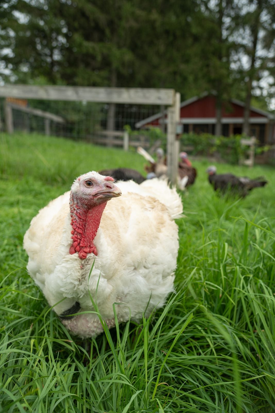 Rescue turkey Tutu stands close to camera in pasture, with four turkeys and barn in backgorund