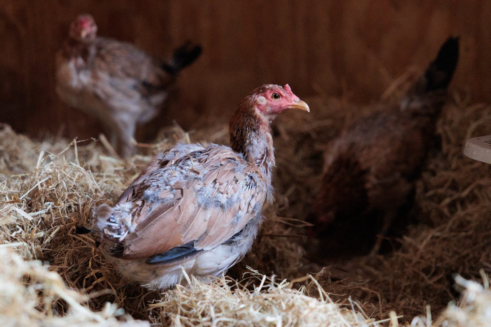 Three rescued chickens in hay in barn at Farm Sanctuary