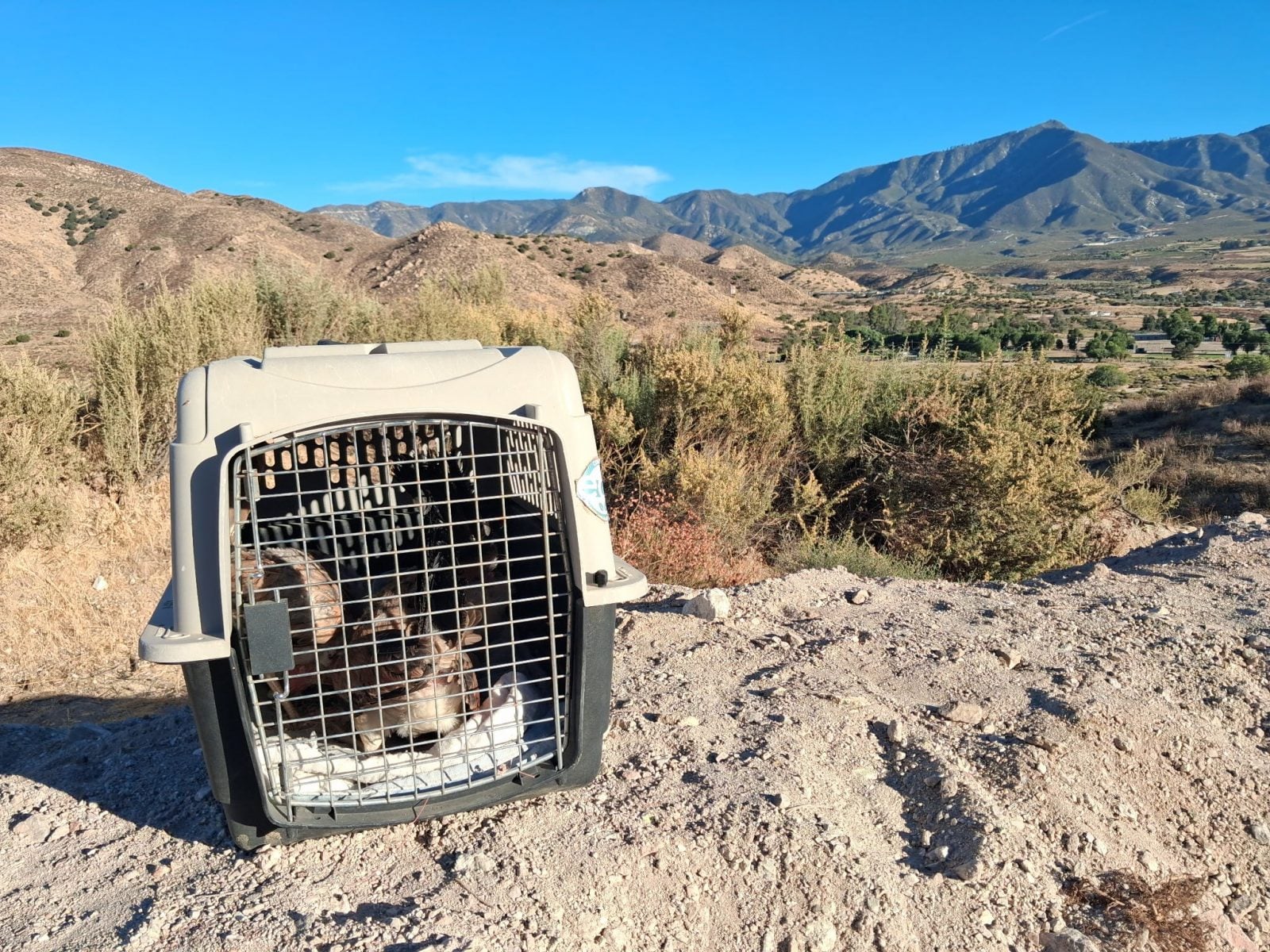 Three chickens sit in carrier after being found abandoned in a California canyon