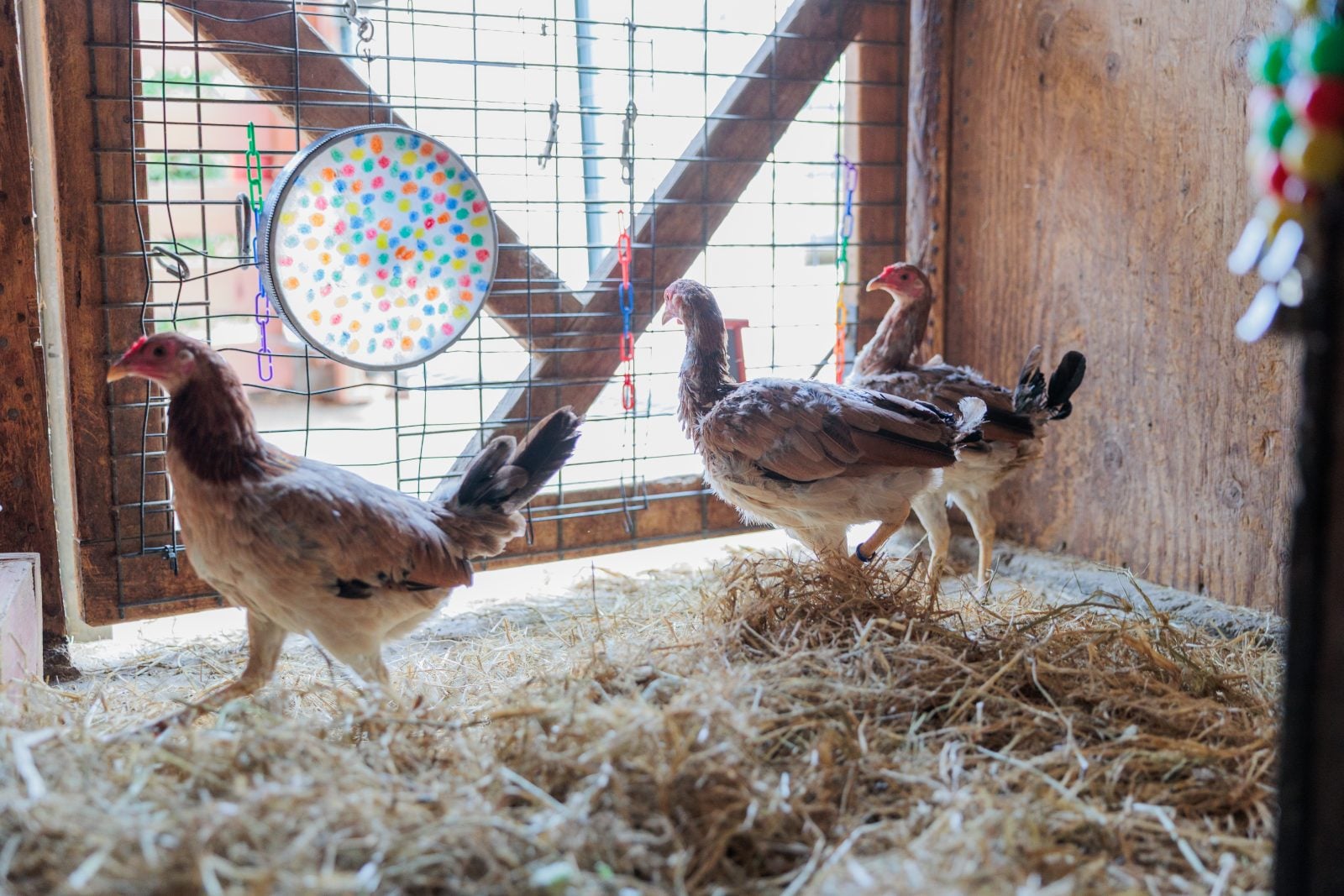 Three chickens stand near barn door with colorful hanging enrichment toys