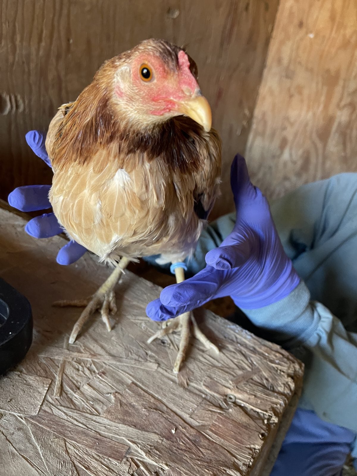 Rescue chicken Soledad is held by Farm Sanctuary caregiver
