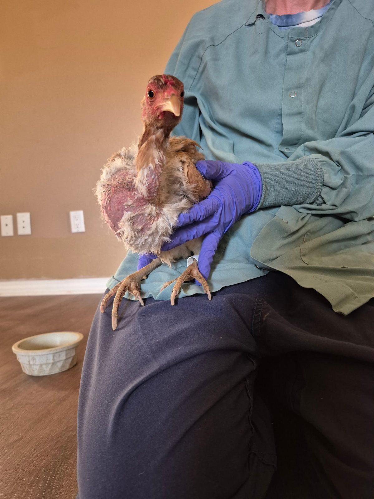 Rescue chicken Ravenna is held by Farm Sanctuary caregiver treating feather loss