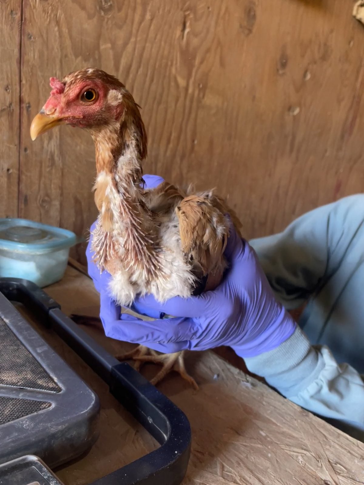 Rescue chicken Ravenna with feathers growing back with care after rescue