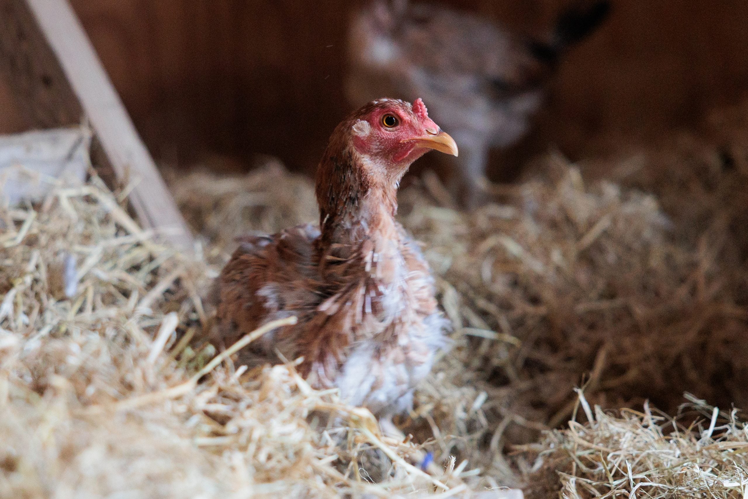 Rescue chicken lies down in hay in barn at Farm Sanctuary